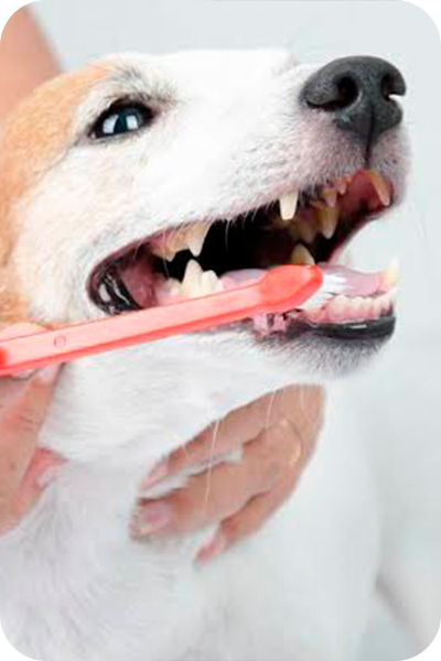 Escovação Dentária